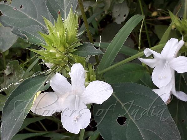 White Philippine Violet